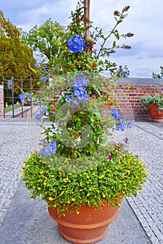 Bush of flowers in a flowerpot on alley in the park