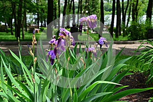 Bush of flowers irises purple in the park photo