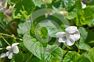 Bush of flowers violets gloriole in the spring closeup