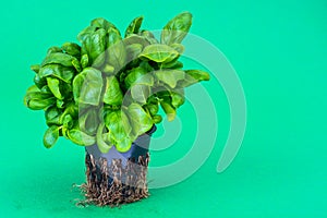 Bush of fresh green basil on bright background