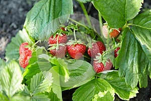 Bush of fresh ripe and unripe strawberry in the garden
