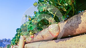 Bush of fresh strawberry in garden