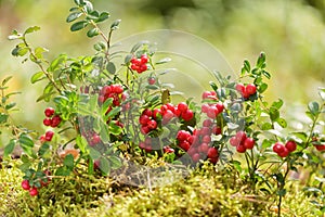 Bush of fresh wild ripe cowberry or lingonberry in a forest