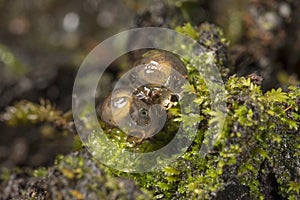 Bush frogs eggs bunched up, Amboli, Maharashtra