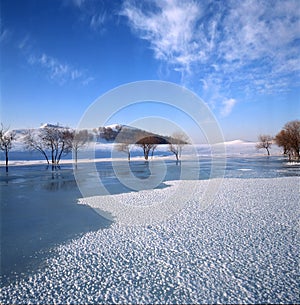 Bush in the frozen river