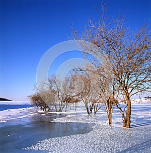 Bush in the frozen river