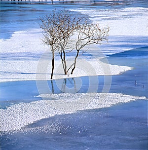 Bush in the frozen river