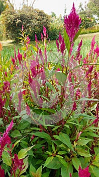 Bush full of pink flower