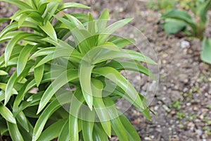 The bush of a garden lily. Fritillaria imperialis. Daylily sprout on a fonzemly. One of the stages of the flower growth is the Tsa