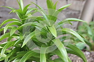 The bush of a garden lily. Fritillaria imperialis. Daylily sprout on a fonzemly. One of the stages of the flower growth is the Tsa