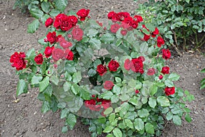 Bush of garden roses with numerous red flowers in June