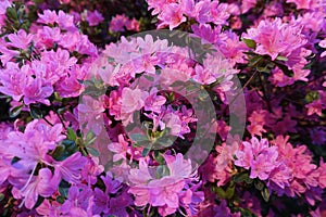 A bush of gently pink azalea blooms. Spring time. Fantasy gentle floral soft focused background