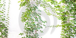 Bush grape or three-leaved wild vine cayratia (Cayratia trifolia) liana ivy plant bush.