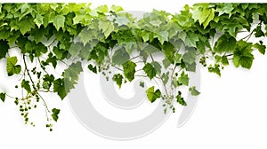 Bush grape or three-leaved wild vine cayratia & x28;Cayratia trifolia& x29; liana ivy plant bush, nature frame jungle
