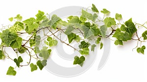 Bush grape or three-leaved wild vine cayratia & x28;Cayratia trifolia& x29; liana ivy plant bush, nature frame jungle