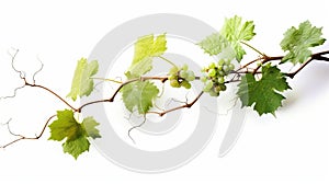 Bush grape or three-leaved wild vine cayratia & x28;Cayratia trifolia& x29; liana ivy plant bush, nature frame jungle