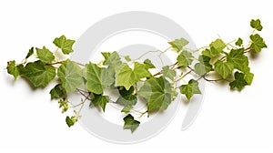 Bush grape or three-leaved wild vine cayratia & x28;Cayratia trifolia& x29; liana ivy plant bush, nature frame jungle