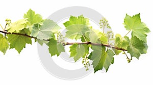 Bush grape or three-leaved wild vine cayratia & x28;Cayratia trifolia& x29; liana ivy plant bush, nature frame jungle