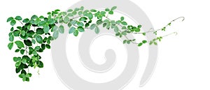 Bush grape or three-leaved wild vine cayratia Cayratia trifolia liana ivy plant bush, nature frame jungle border isolated on