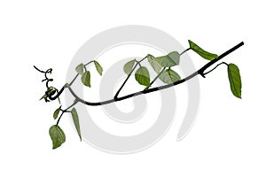 Bush grape or three-leaved wild vine cayratia Cayratia trifolia liana ivy plant bush, nature frame jungle border isolated on