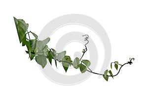 Bush grape or three-leaved wild vine cayratia Cayratia trifolia liana ivy plant bush, nature frame jungle border isolated on