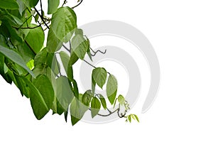 Bush grape or three-leaved wild vine cayratia Cayratia trifolia liana ivy plant bush, nature frame jungle border isolated on