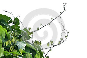 Bush grape or three-leaved wild vine cayratia Cayratia trifolia liana ivy plant bush, nature frame jungle border isolated on