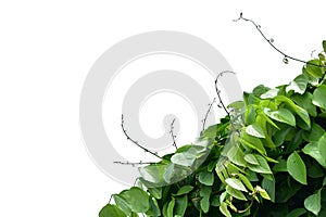 Bush grape or three-leaved wild vine cayratia Cayratia trifolia liana ivy plant bush, nature frame jungle border isolated on