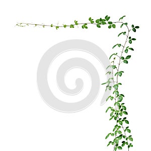 Bush grape or three-leaved wild vine cayratia Cayratia trifolia liana ivy plant bush, nature frame jungle border isolated on