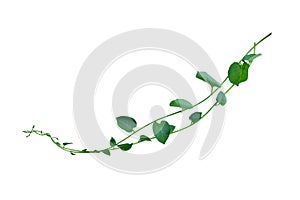 Bush grape or three-leaved wild vine cayratia Cayratia trifolia liana ivy plant bush, nature frame jungle border, isolated on wh