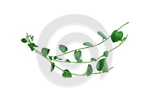 Bush grape or three-leaved wild vine cayratia Cayratia trifolia liana ivy plant bush, nature frame jungle border, isolated on wh