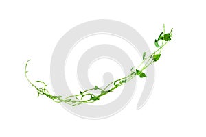 Bush grape or three-leaved wild vine cayratia Cayratia trifolia liana ivy plant bush, nature frame jungle border, isolated on wh