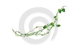 Bush grape or three-leaved wild vine cayratia Cayratia trifolia liana ivy plant bush, nature frame jungle border, isolated on wh