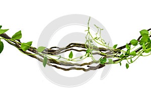 Bush grape or three-leaved wild vine cayratia Cayratia trifolia liana ivy plant bush at the roots of tropical trees, isolated on