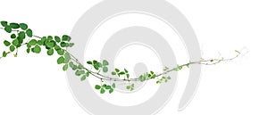 Bush grape or three-leaved wild vine cayratia Cayratia trifolia liana ivy plant bush, nature frame jungle border isolated on