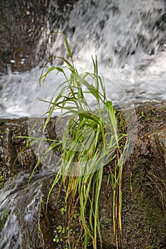 Bush of grass in the background of a mountain stream