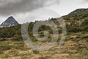 Bush and grass combination at Martial Mountains, Ushuaia, Argentina