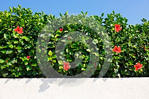 Bush green hedge with red hibiscus. photo