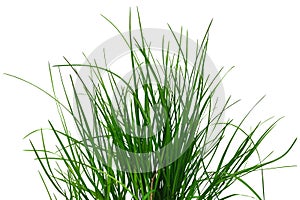 Bush of green juicy grass isolated on white or transparent background