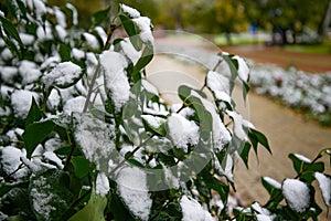 Bush with green leaves covered with snow. Snow covered leaves in winter