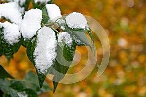 Bush with green leaves covered with snow. Snow covered leaves in winter