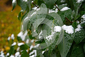 Bush with green leaves covered with snow. Snow covered leaves in winter