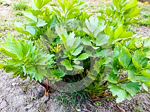 Bush of green lovage in spring on the ground