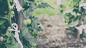 Bush of green tomatoes closeup, organic food, banner format, matte effect