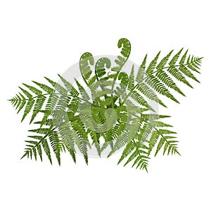 Bush of green wide open leaves of fern vector illustration photo