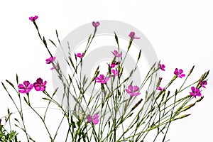Bush of growing pink wildflowers of Dianthus pratensis isolated on white background. Beautiful spring-summer flowering meadow herb