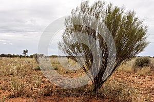 Bush growing on scanty stony soil. Red center in the Australian desert, outback in Northern Territory, Australia