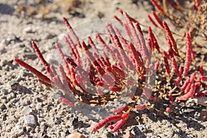 Bush of halophytes