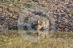 Bush hare, Lepus saxatilis, at a waterhole, Namibia photo