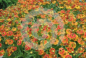 Bush of Helenium flowers